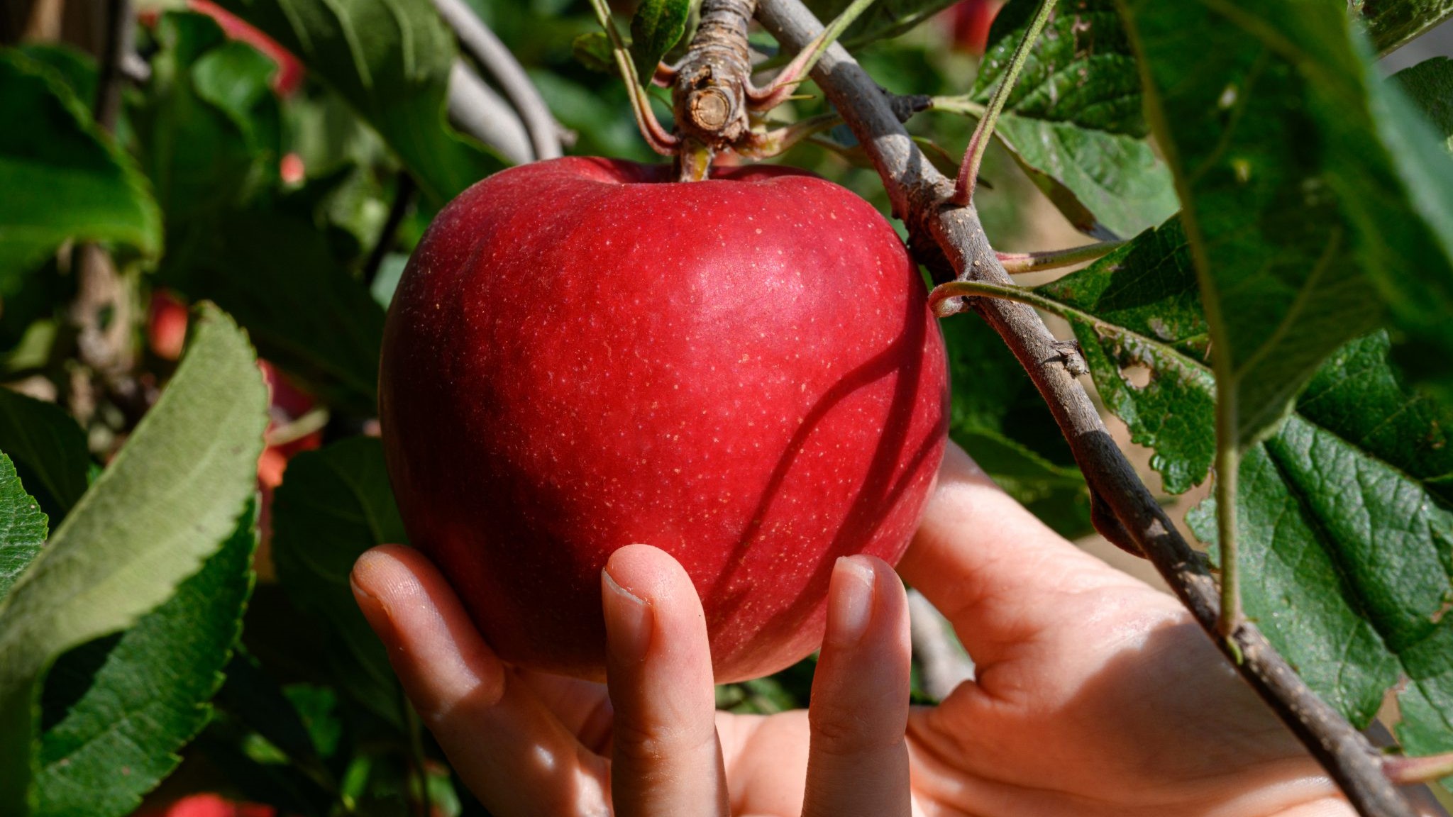 Variedad-Stellar-IRTA-Mas-Badia-2048x1363|STELLAR-Fruit-Attraction-2024-6-2048x1536